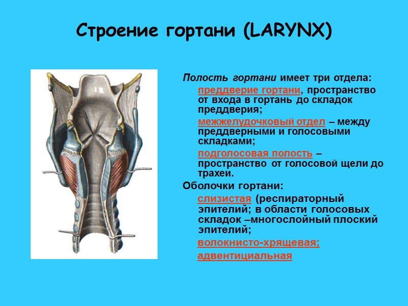 Строение гортани (LARYNX) Полость гортани имеет три отдела:   преддверие гортани, пространство от